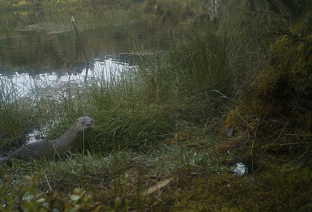 Nutria en Colombia