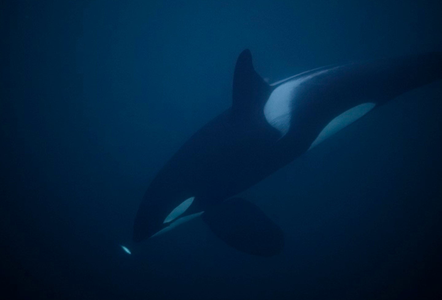 Orca