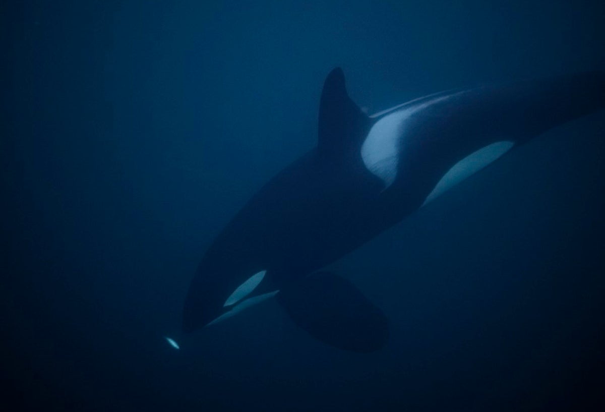 Orca