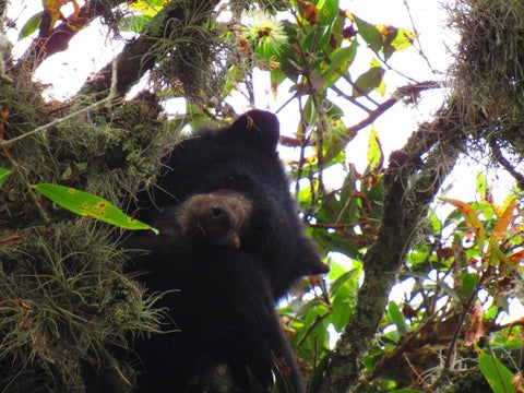 Oso de anteojos/Felipe Villegas, Instituto Humboldt.