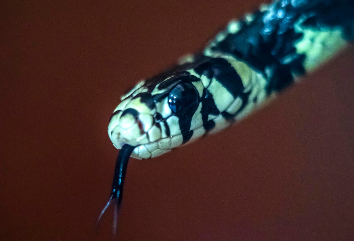 Pasión por serpientes, una extraña tendencia en auge