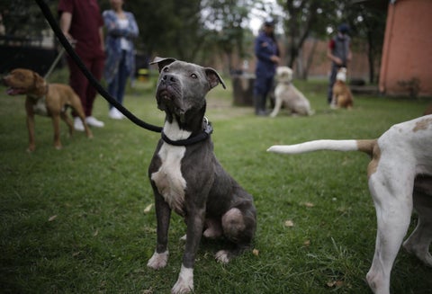 Paseadores de perros