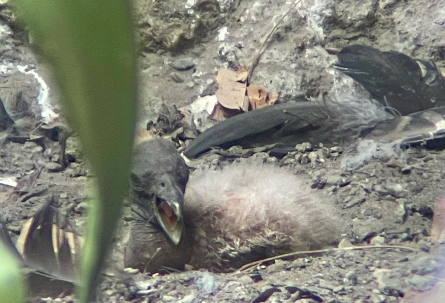 Polluela de cóndor de los Andes