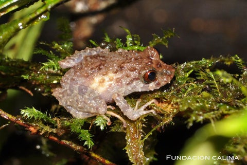 Rana, Pristimantis alius. Foto cortesía: Fundación Calima.