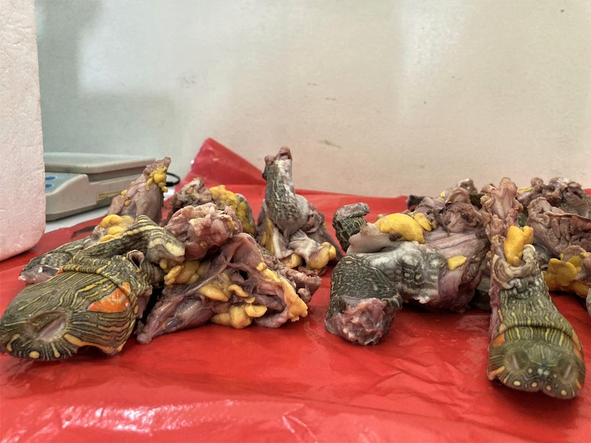 Tráfico de carne y huevos de tortuga