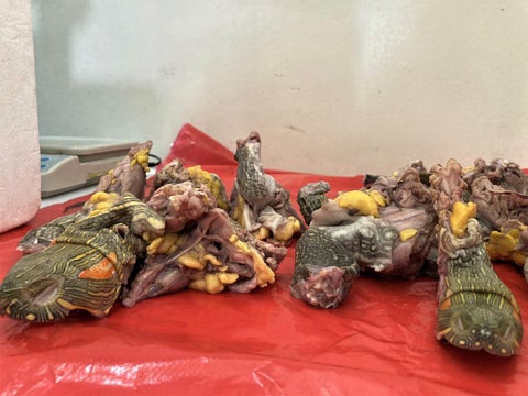 Tráfico de carne y huevos de tortuga