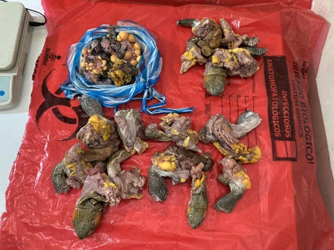 Tráfico de carne y huevos de tortuga