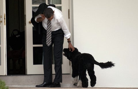 Falleció Bo, el perro de la familia Obama