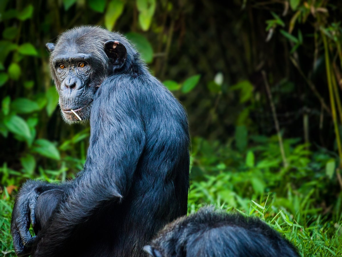 Chimpancé