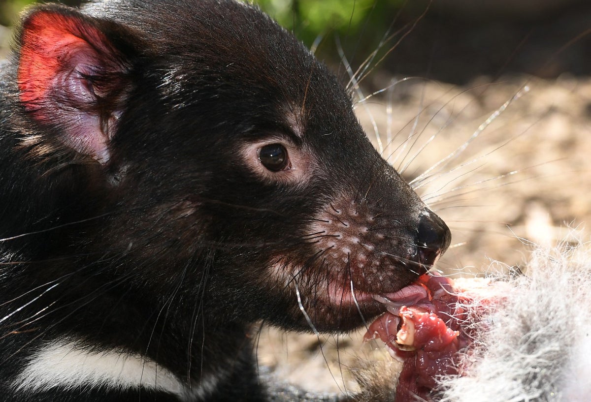 Demonio de Tasmania