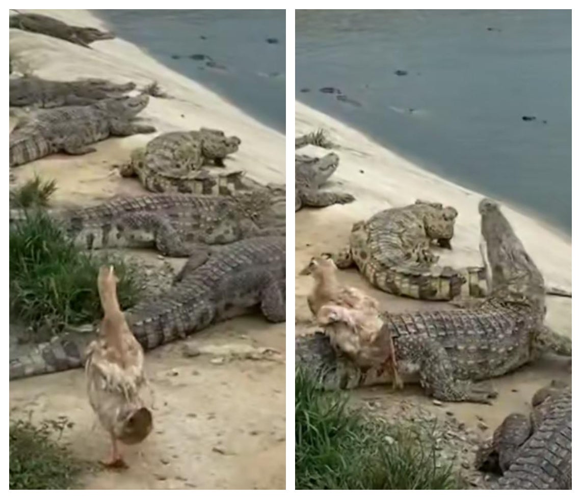 Pato se salva de ser comido por cocodrilos