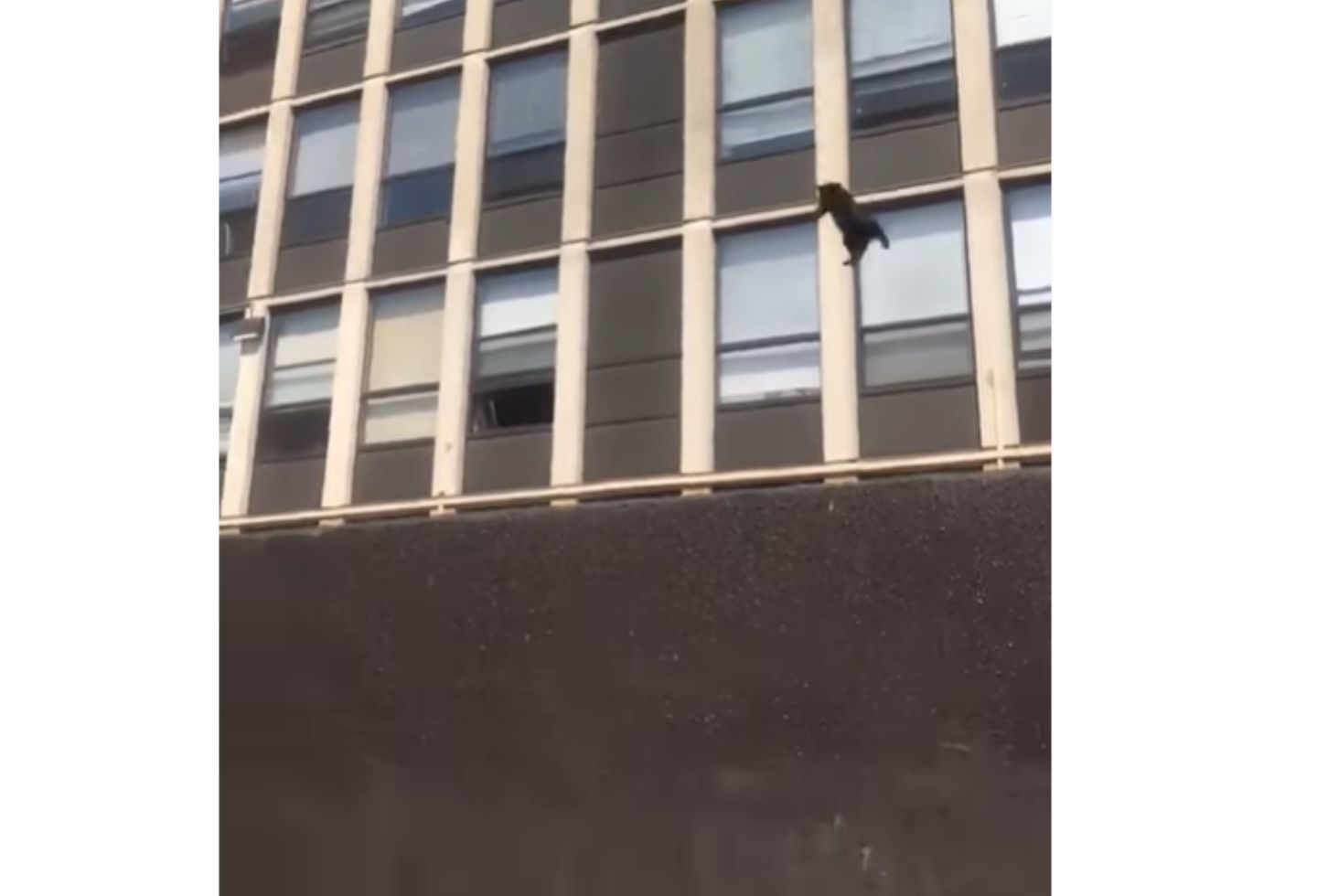 Gato saltó de quinto piso en llamas