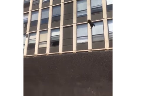Gato saltó de quinto piso en llamas