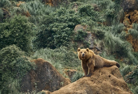 Oso pardo