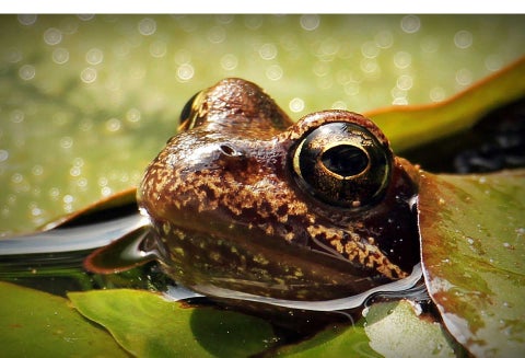Rana del tamaño de un bebé humano