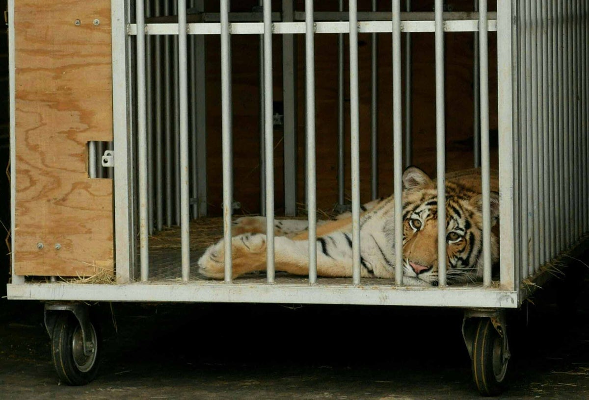 El tigre de Bengala deambulaba por un barrio