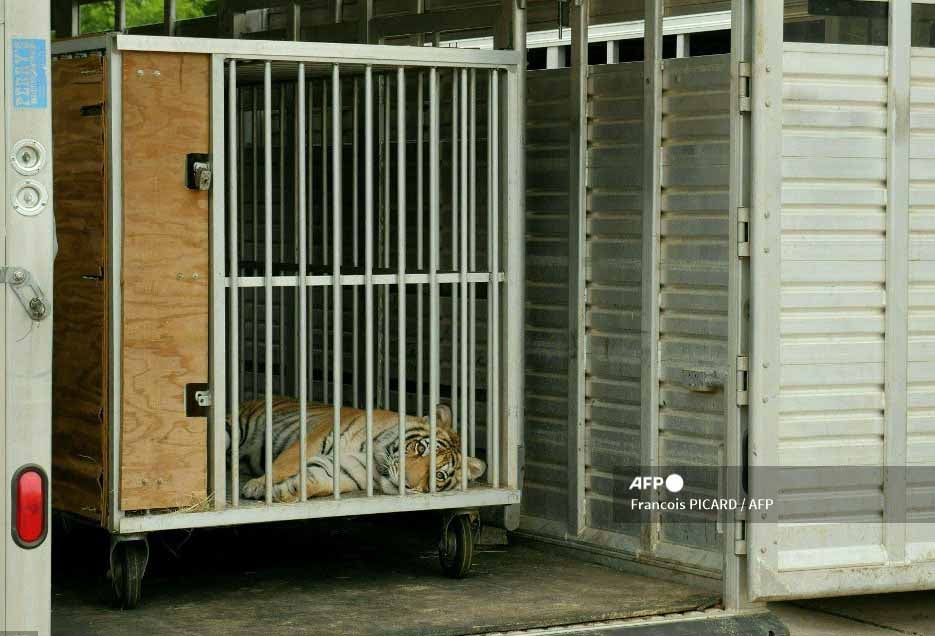 El tigre de Bengala deambulaba por un barrio