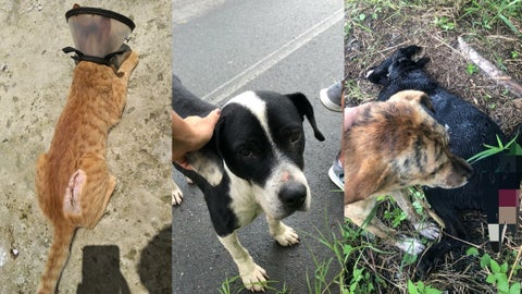 Ataque a perros con Arma blanca, Montenegro - Archivo ciudadano