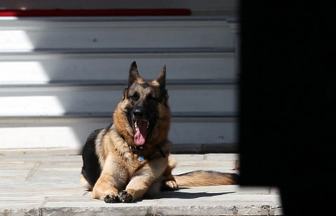 Falleció Champ, el perro de Joe Biden