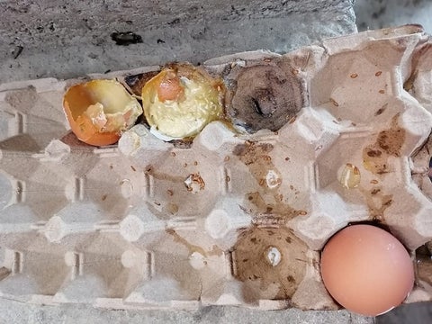 Huevos descompuestos.