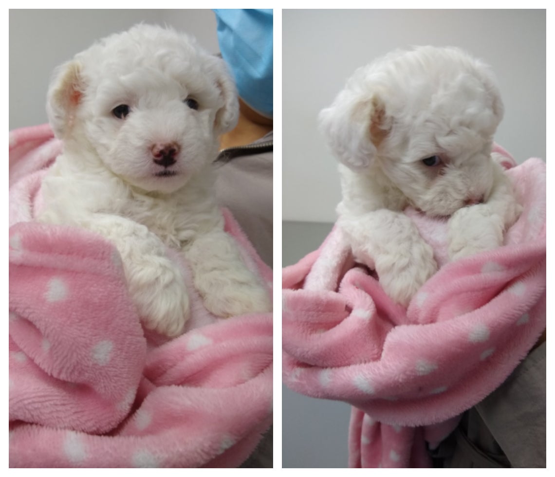 Cachorrita Molly