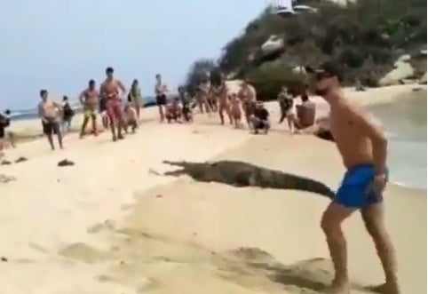 Hombre posa cerca a caimán