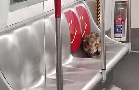 Habalí en metro de Hong Kong