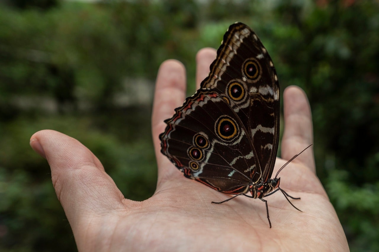 Mariposas en Colombia.