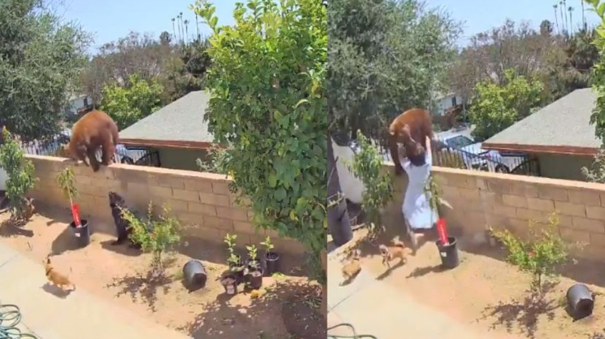 Mujer salva a sus perros de un oso