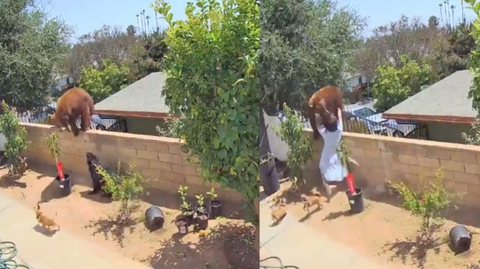 Mujer salva a sus perros de un oso