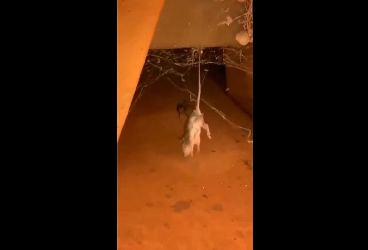 Ratón es cazado por araña de lomo rojo