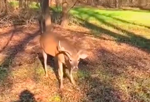 Venado