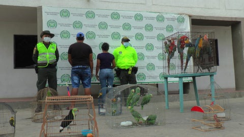 Fueron halladas en una finca en Maicao