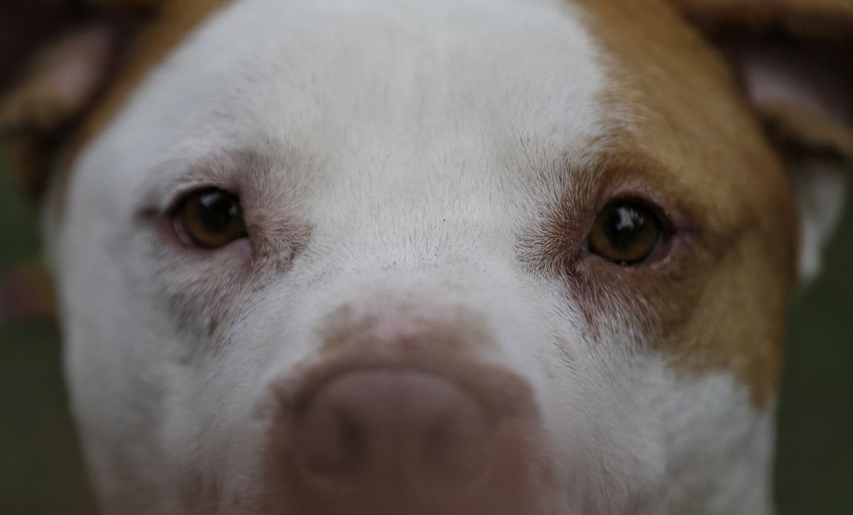 codigo de policia en colombia perros potencialmente peligrosos con póliza