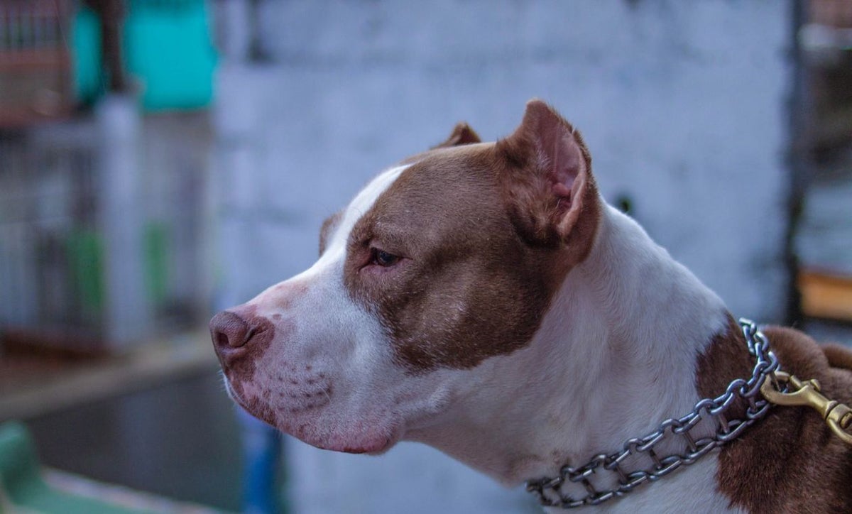 Perros se están contagiando de Covid-19