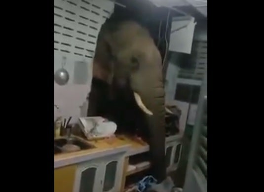Elefante entra a una cocina