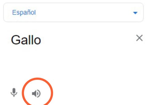 Graciosa traducción de 'gallo' en traductor de Google