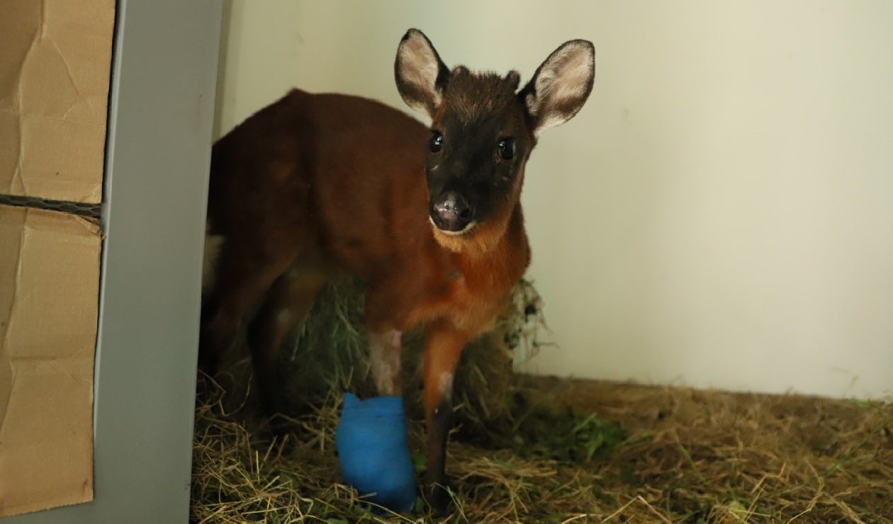 Venado rescatado en Bogotá