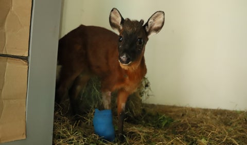 Venado rescatado en Bogotá