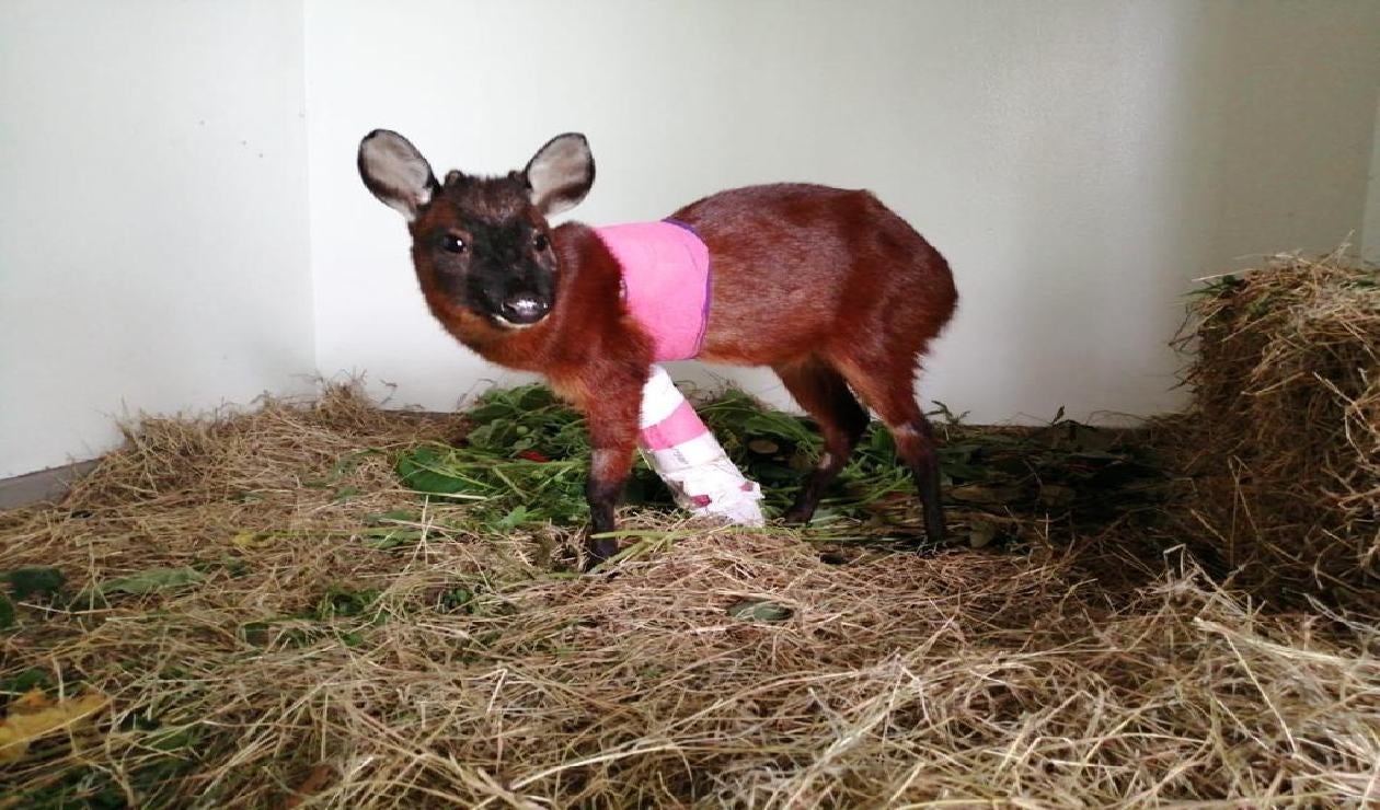 Venado rescatado