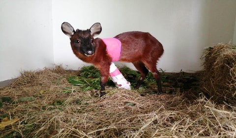 Venado rescatado