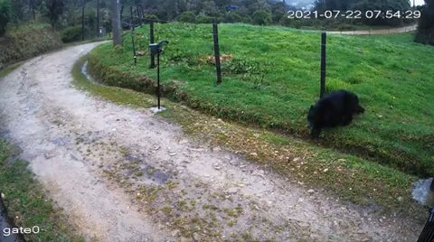 Oso de anteojos visto en Chapinero