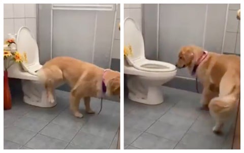 Tokio, perro viral que va al baño