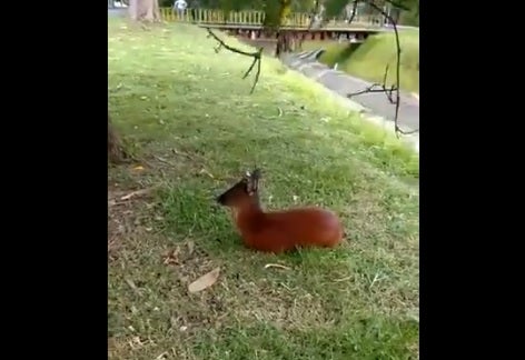 Venado en la 127