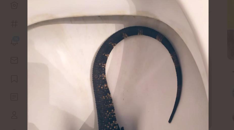 Inodoro serpiente