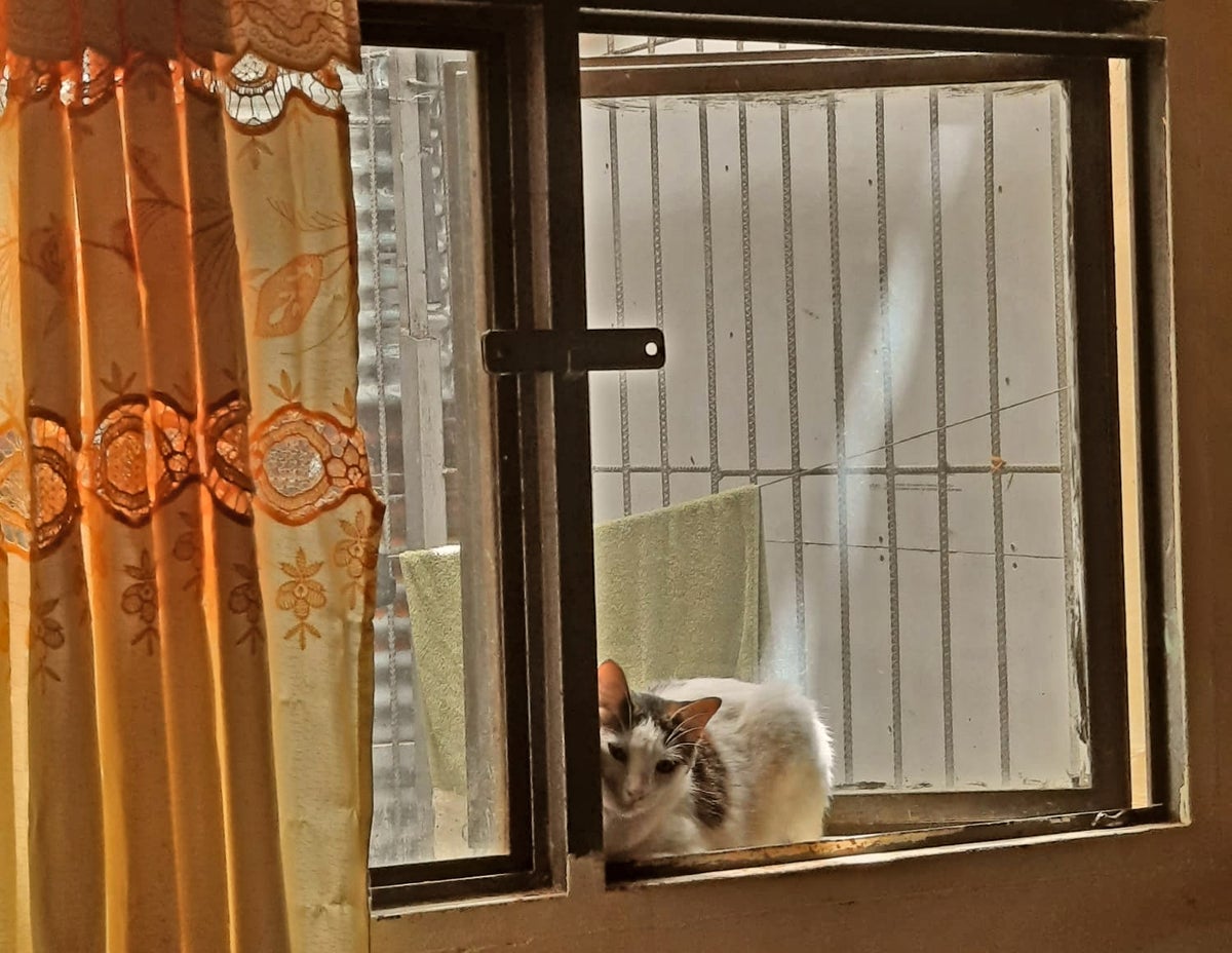 Gato en una ventana