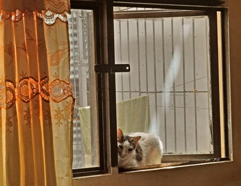 Gato en una ventana