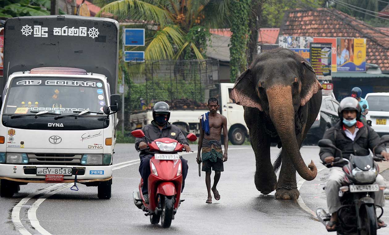 Elefantes en vías de Sri Lanka