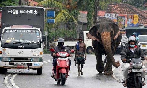 Elefantes en vías de Sri Lanka