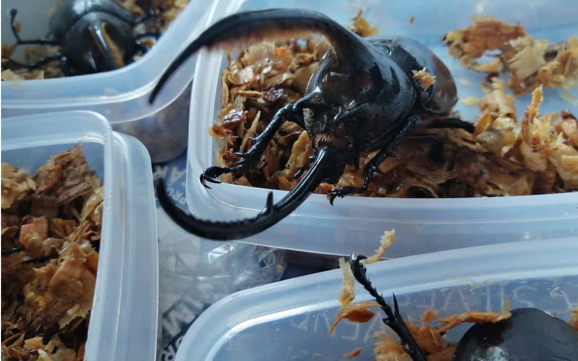 Escarabajos Insectos